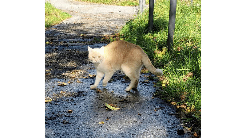 Mein Katzenspaziergang mit Nala